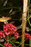 Valeriana rubra RCP07-06 007 Humming bird hawk moth.jpg